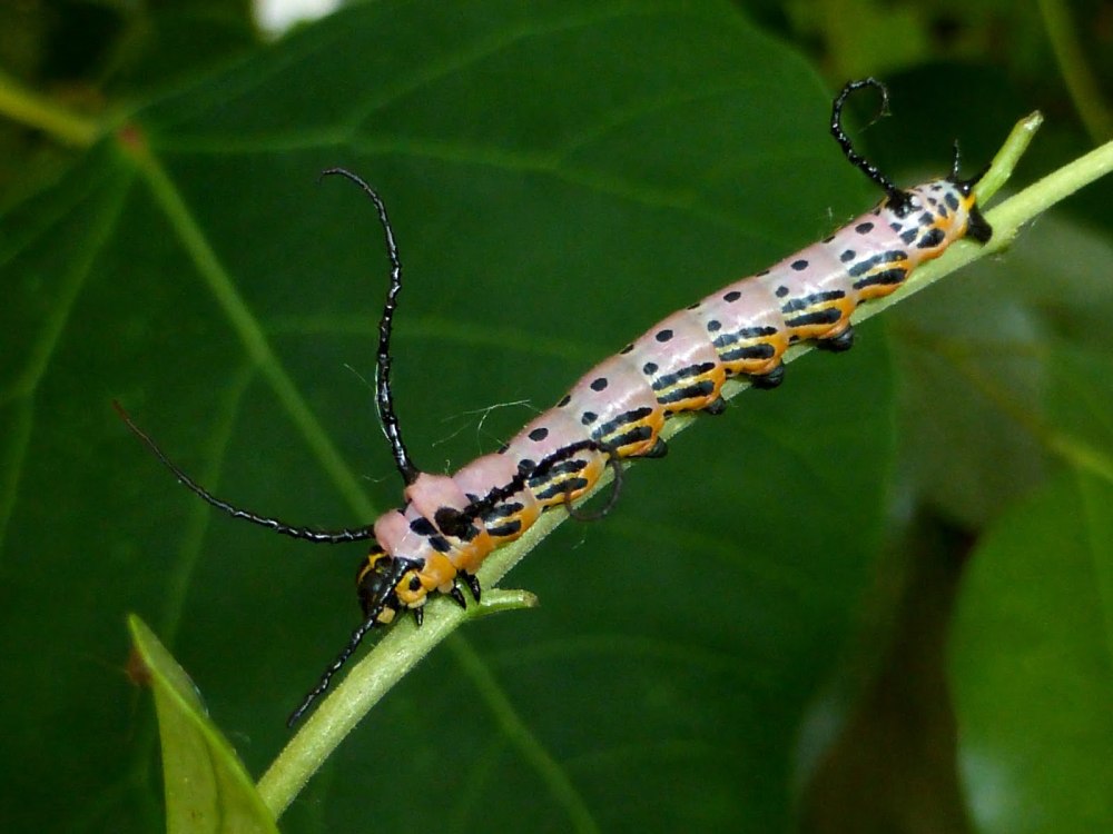 Brahmaea tancrei