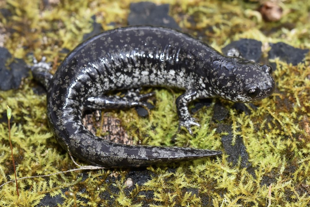 Тихоокеанская гигантская амбистома
