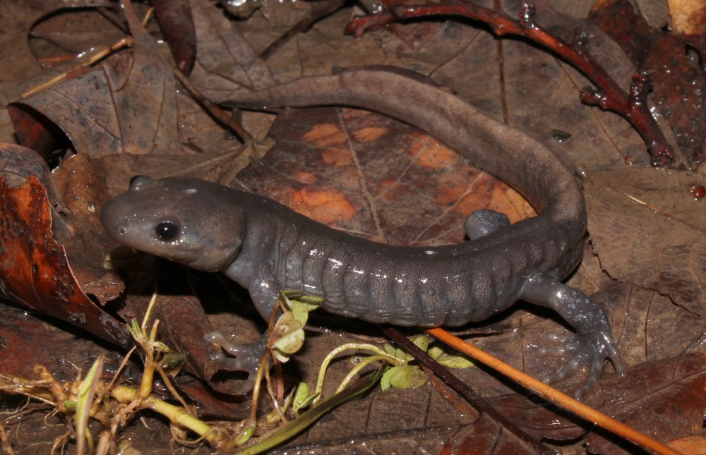 Короткоголовая амбистома саламандра