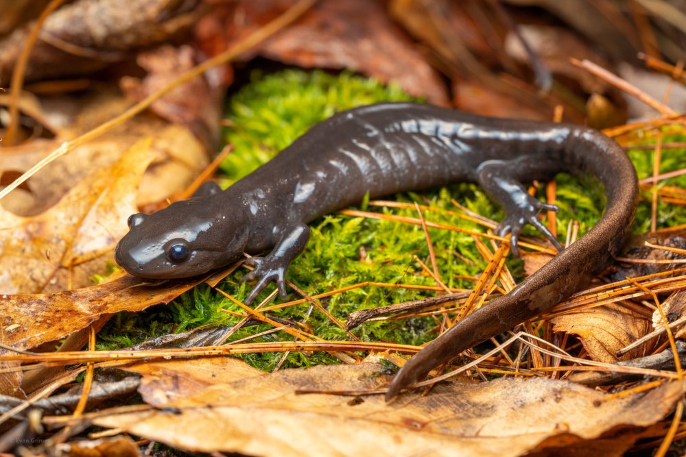 Сетчатая амбистома (Ambystoma cingulatum)