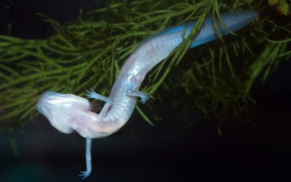 Техасская слепая саламандра