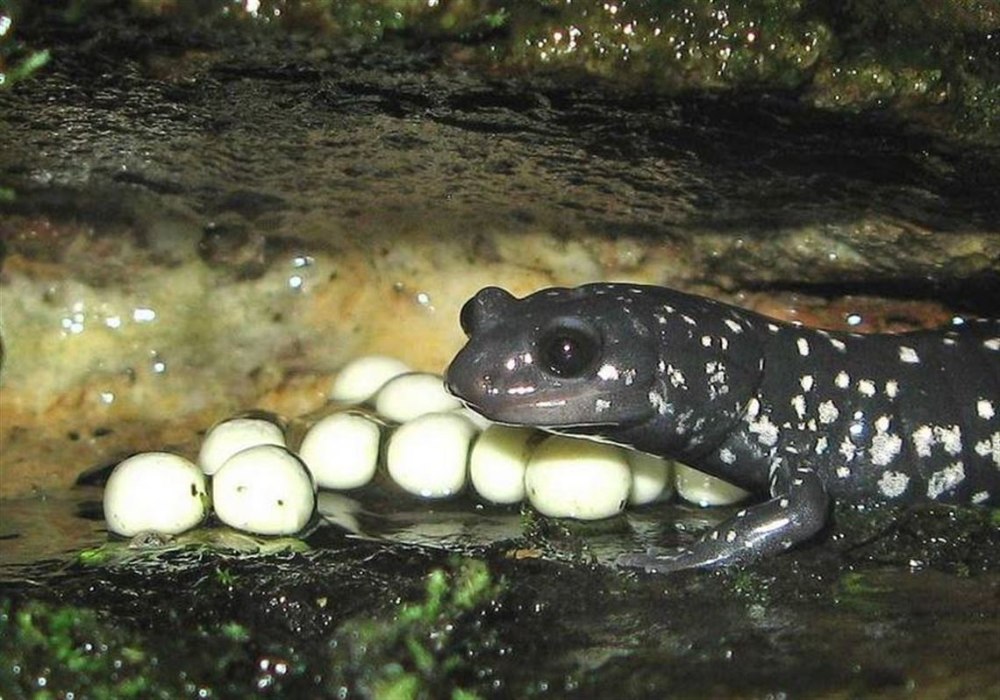 Тритон гребенчатый яйца