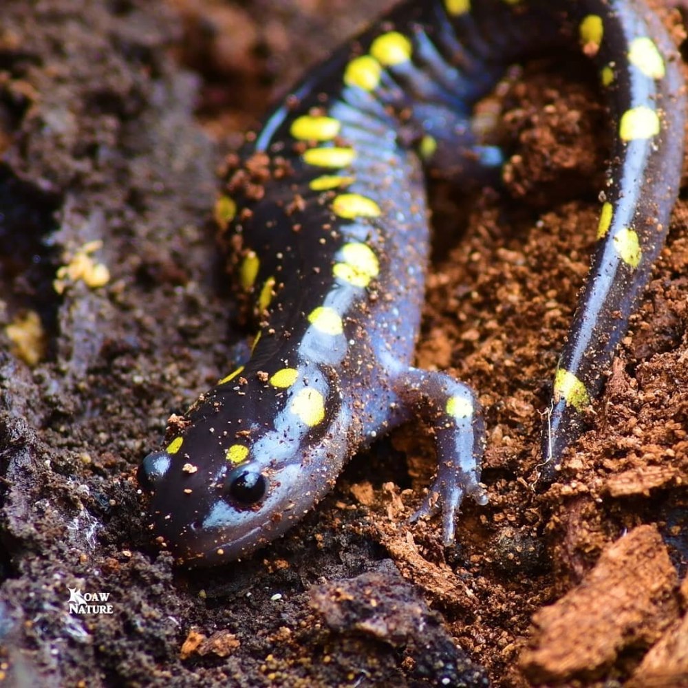 Ambystoma maculatum