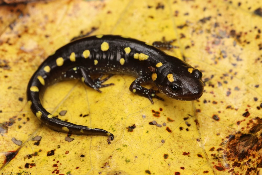 Жёлтопятнистая амбистома