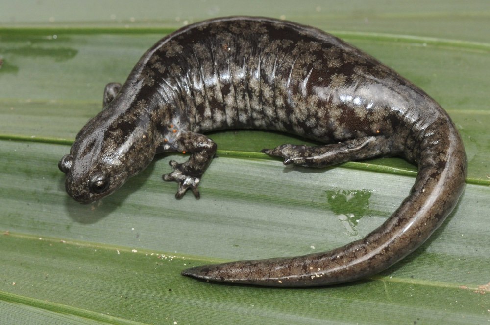 Амбистома взрослая особь
