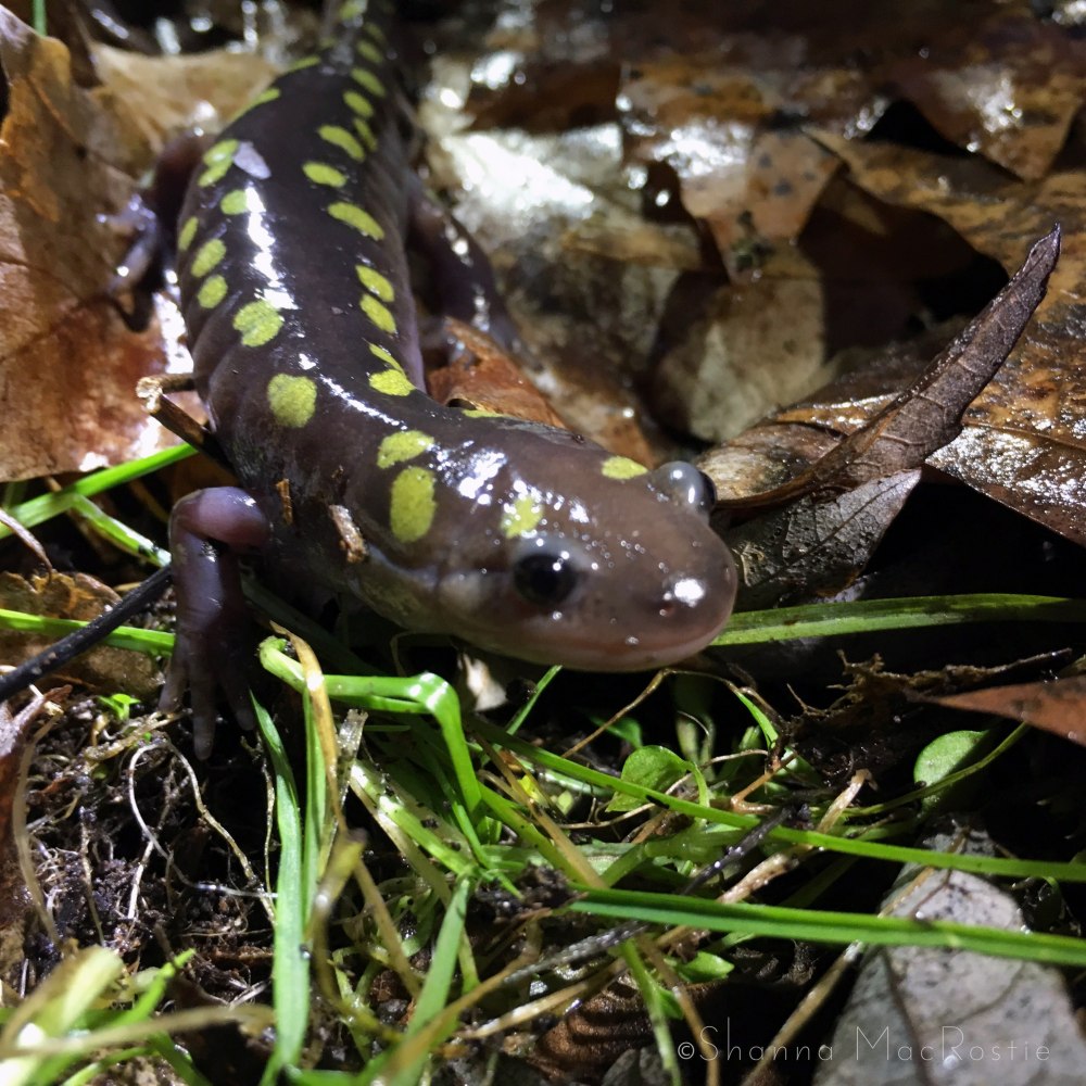 Тихоокеанская амбистома