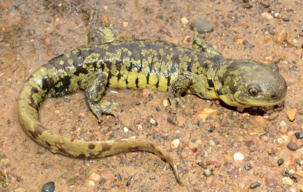 Мексиканская амбистома фото