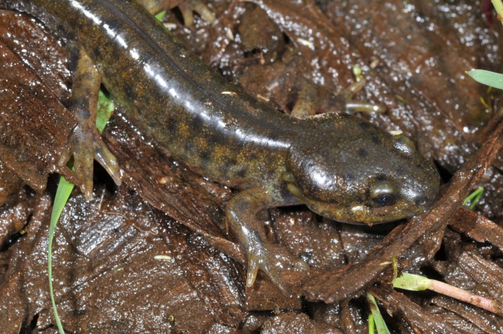 Асистома Мексиканская