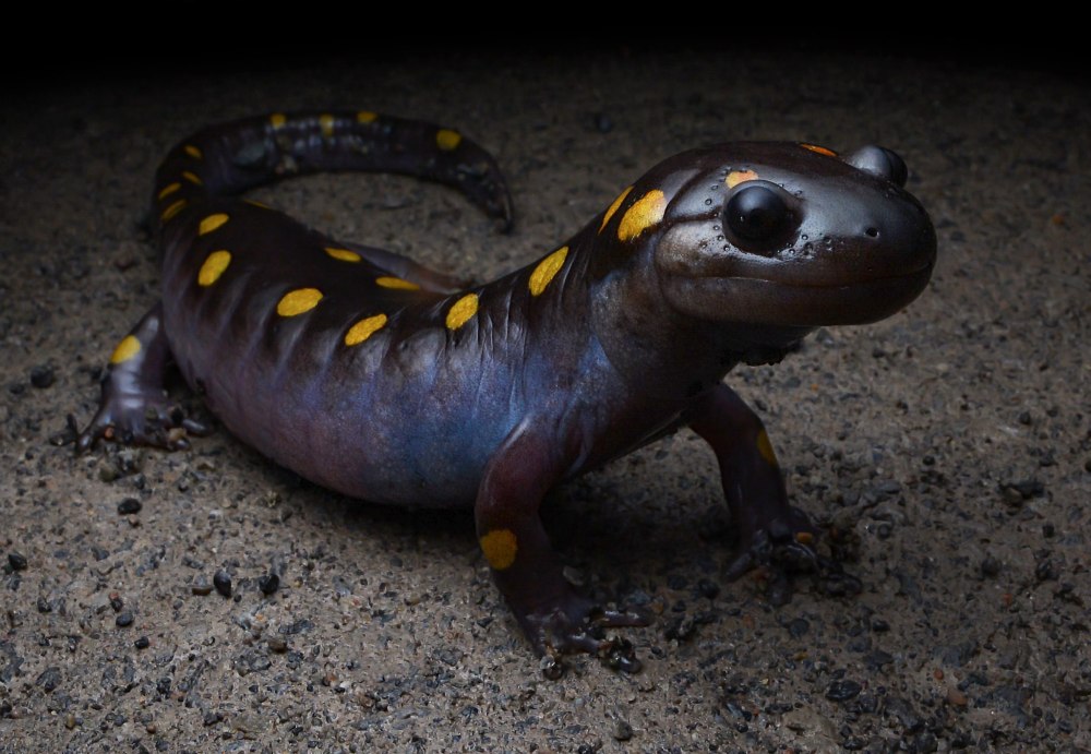 Аксолотль мексиканской амбистомы