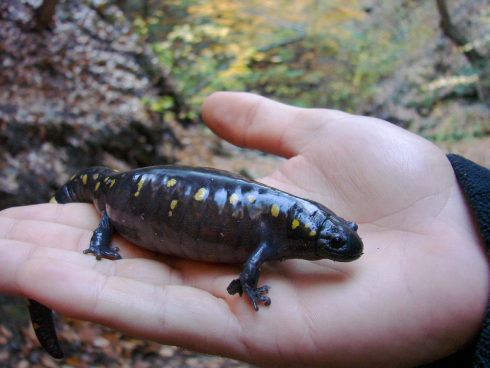 Желтопятнистая амбистома