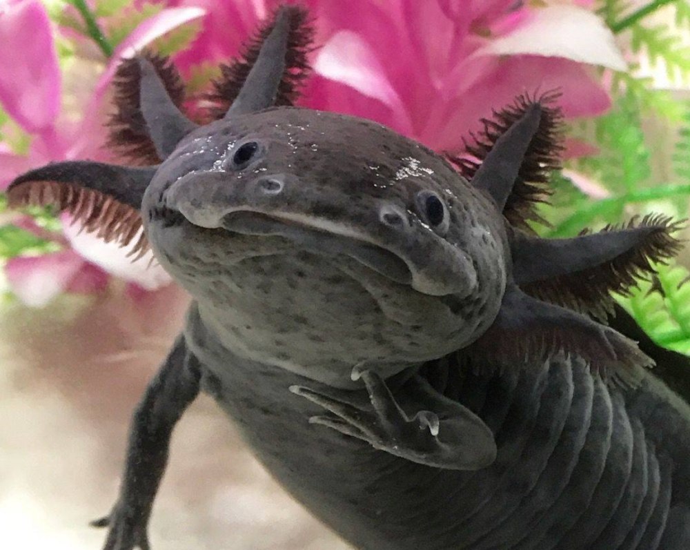 Мексиканская саламандра аксолотль