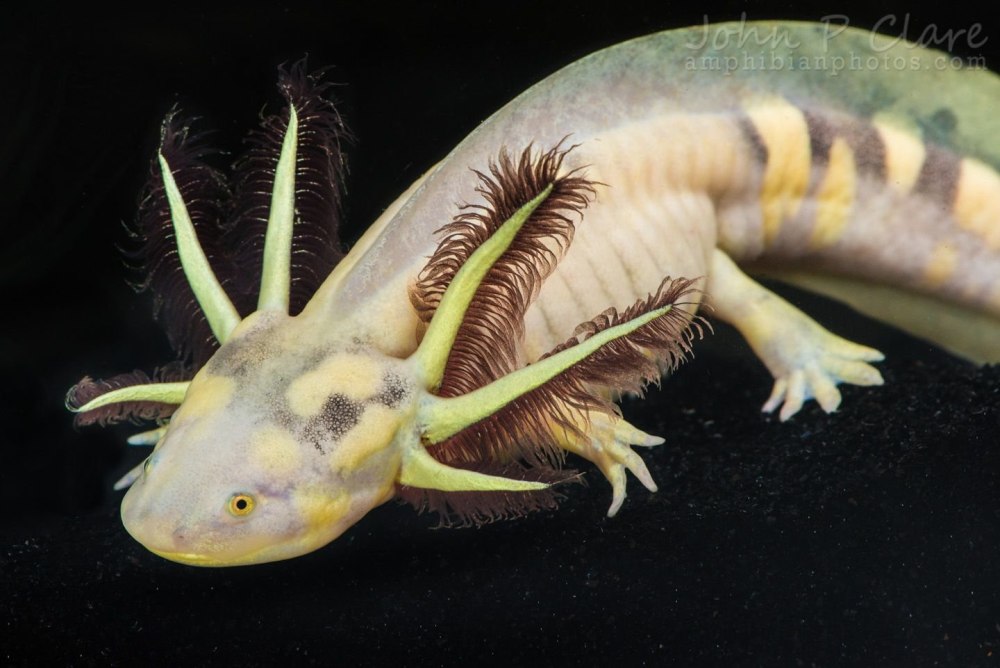 Амбистома и аксолотль