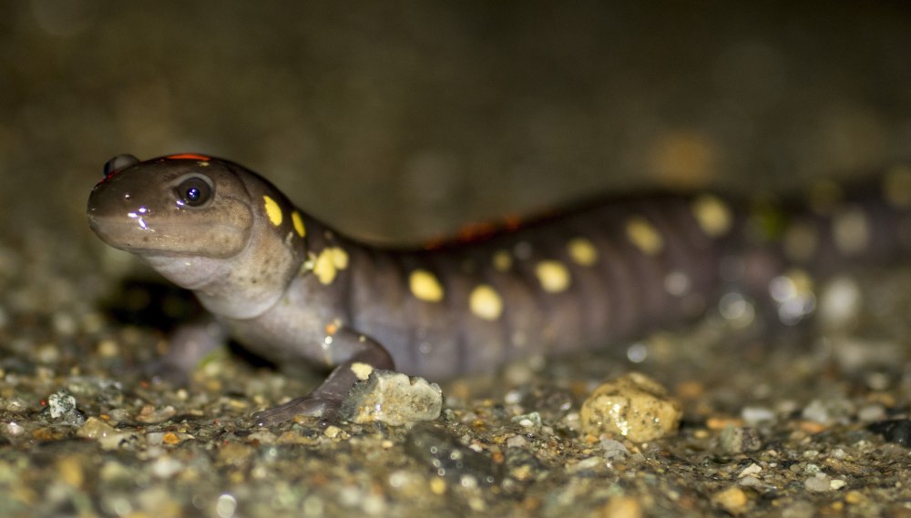 Желтопятнистые амбистомы