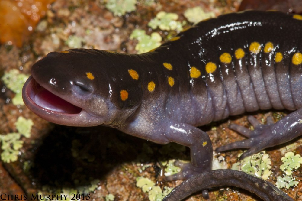 Жёлтопятнистая амбистома