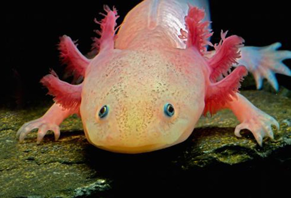 Мексиканская саламандра аксолотль