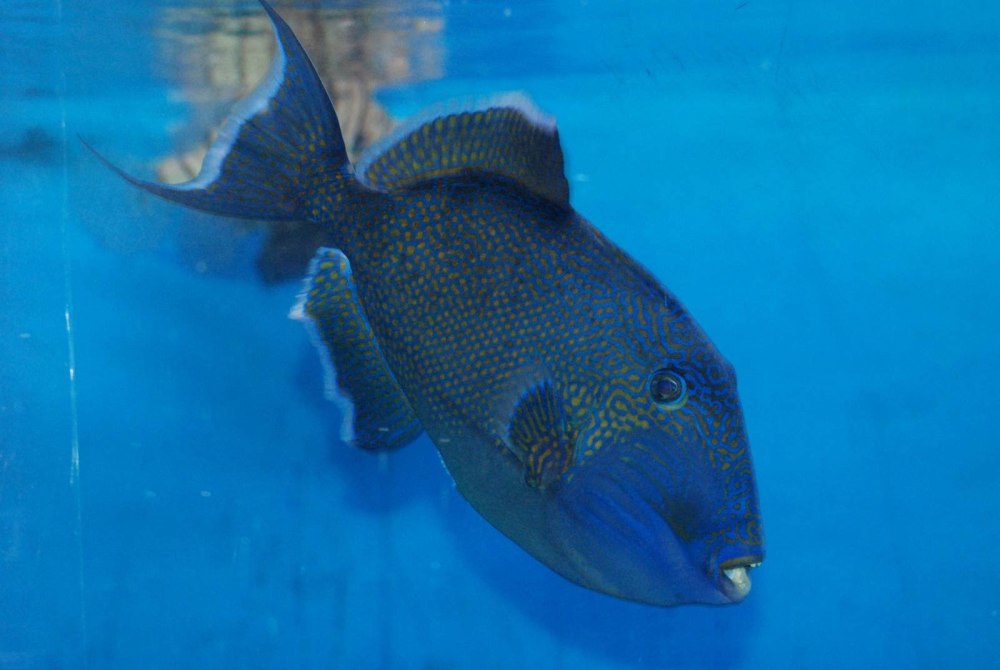 Pseudobalistes fuscus