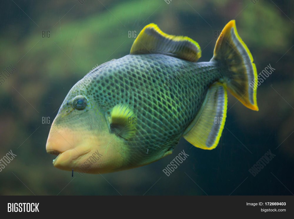 Pseudobalistes flavimarginatus
