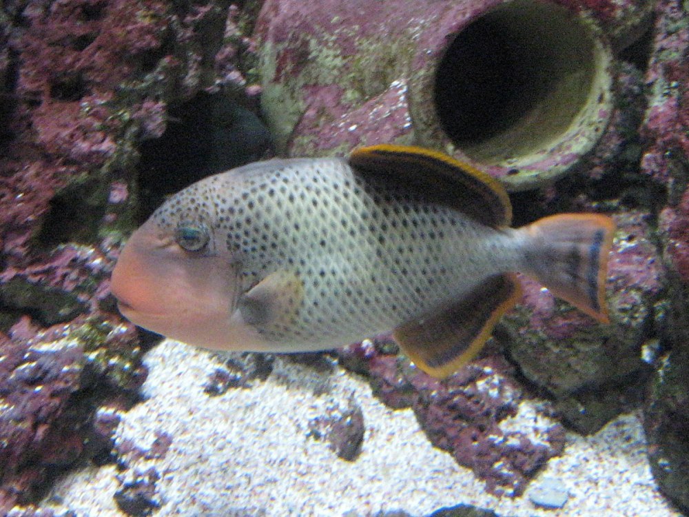 Balistes punctatus
