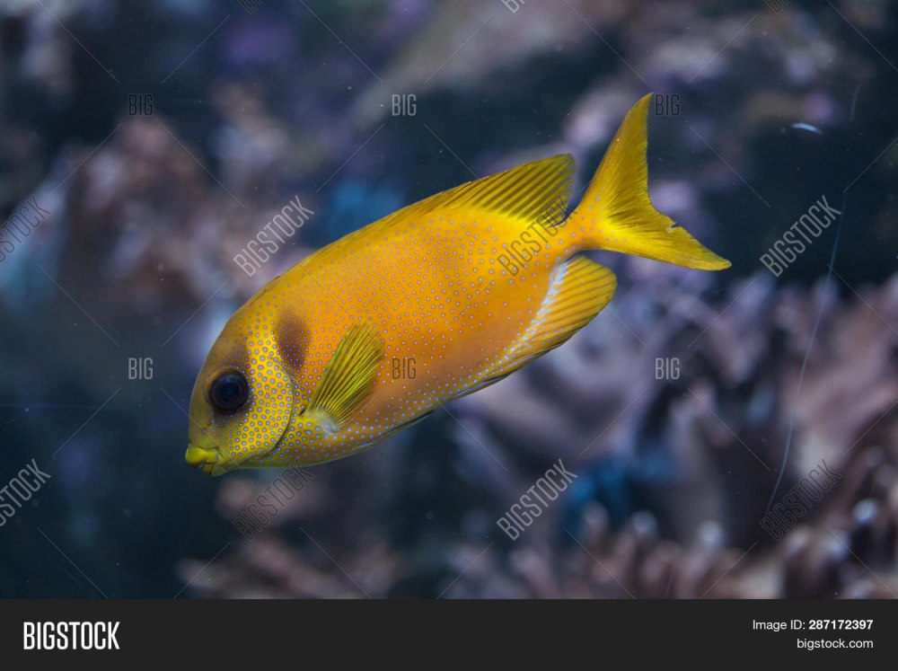 Siganus corallinus