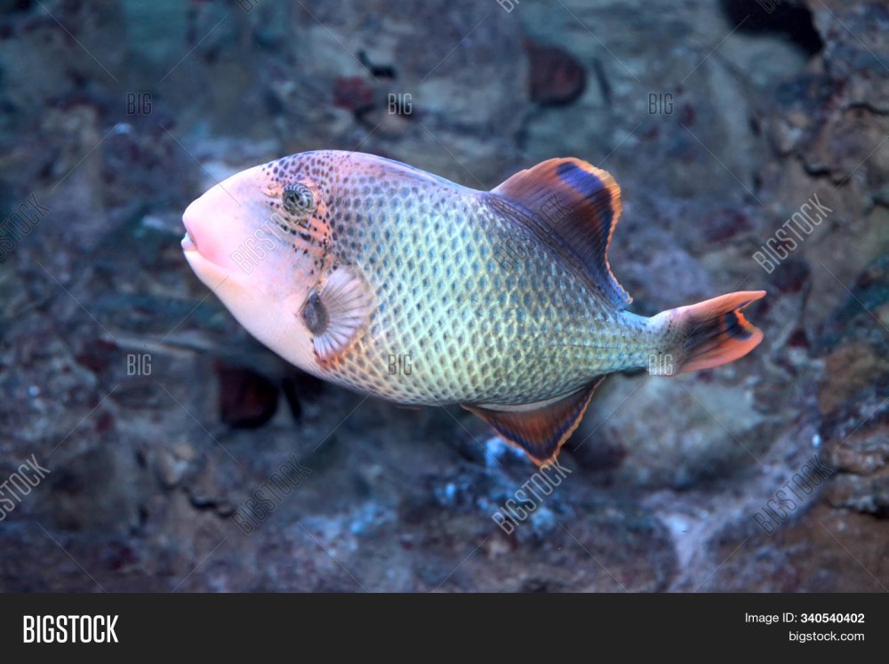 Pseudobalistes flavimarginatus