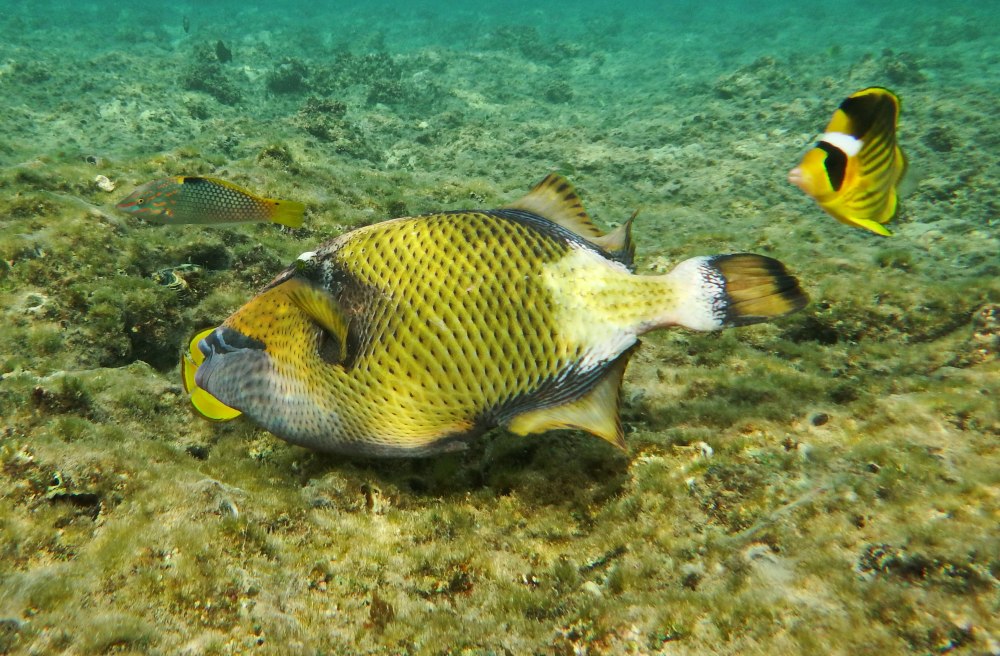 Заповедник Абу Галим Redtooth Triggerfish Bay