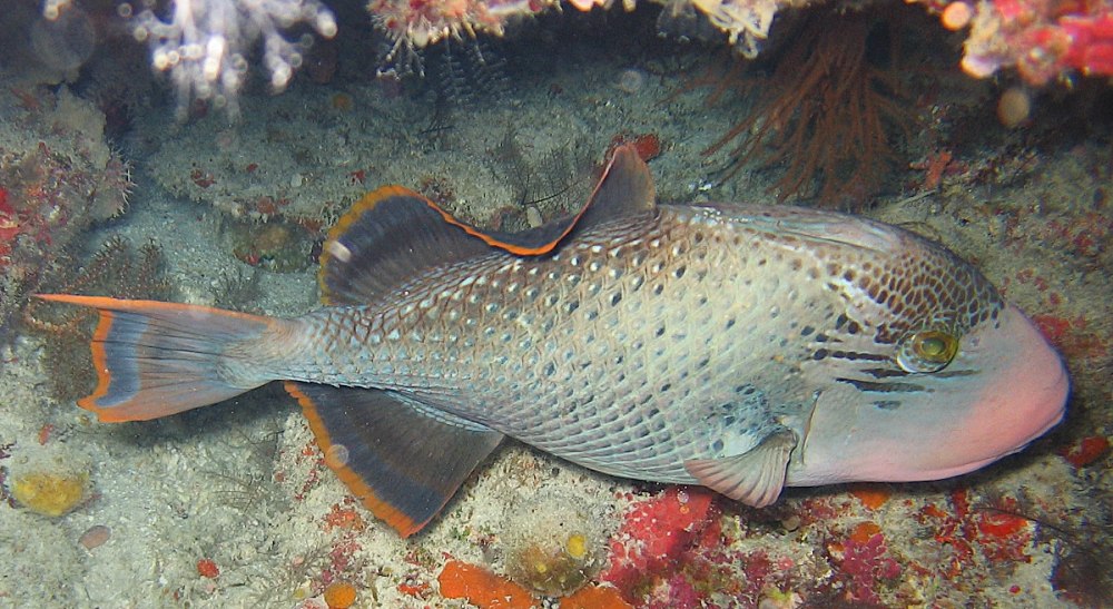 Pseudobalistes flavimarginatus