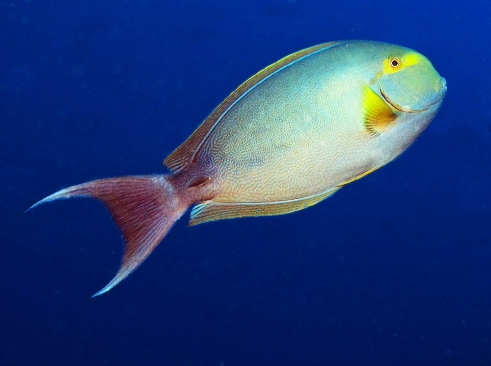 Хирург пурпурный, m /Acanthurus xanthopterus