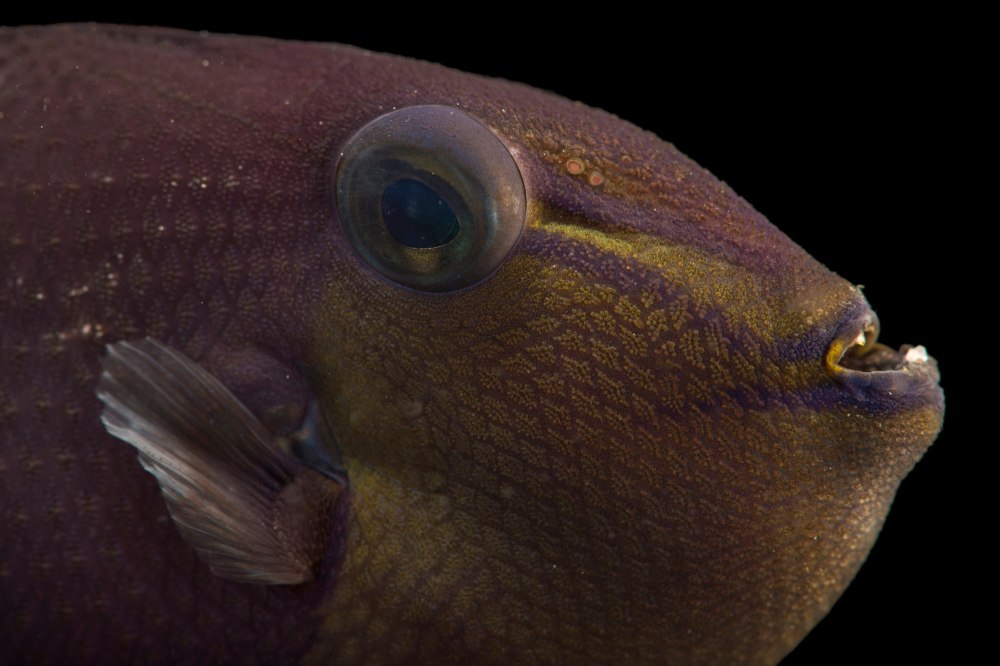 Red toothed Triggerfish