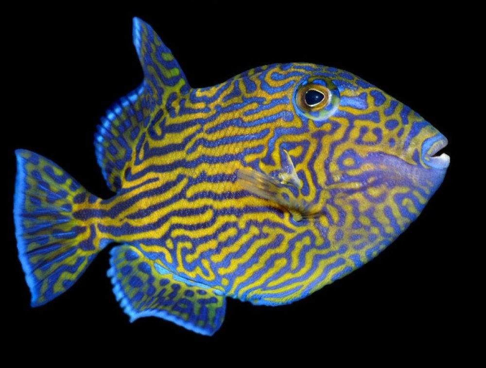 Pseudobalistes fuscus