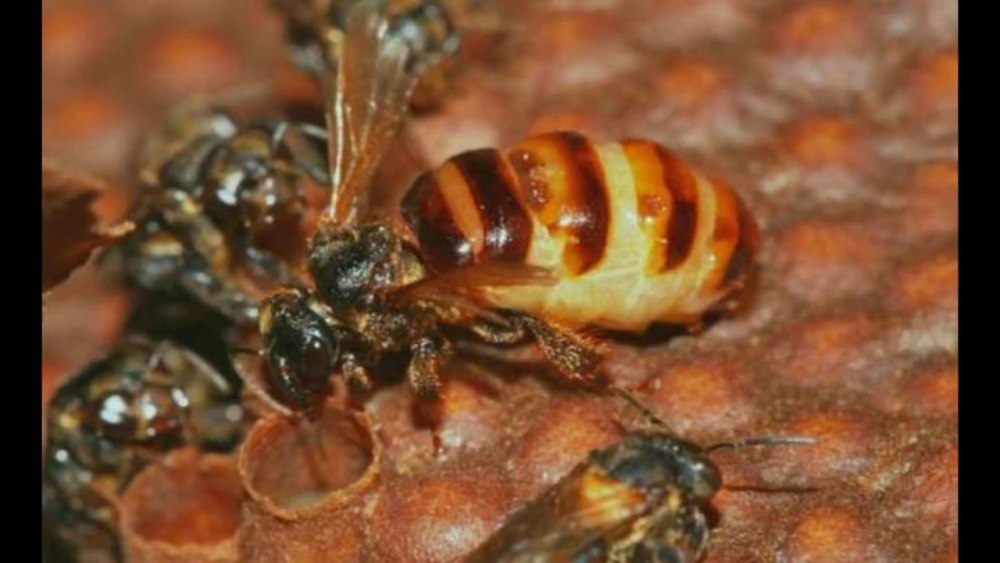 Stingless Bees