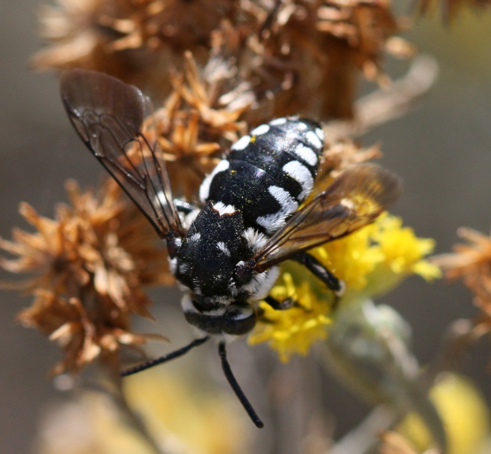 Thyreus nitidulus
