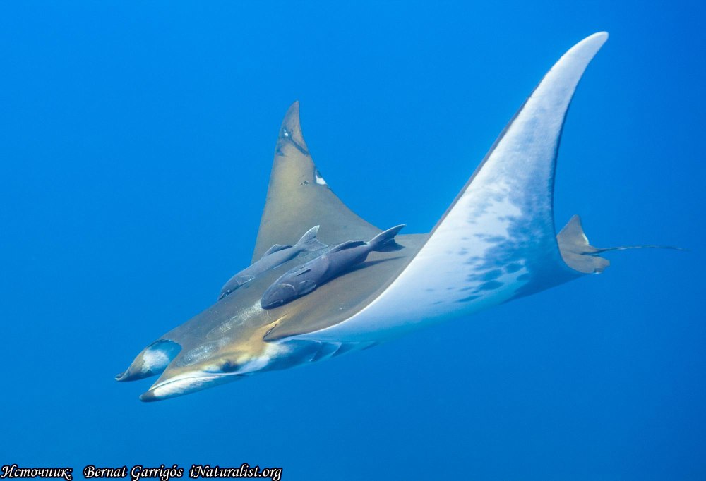 Mobula tarapacana