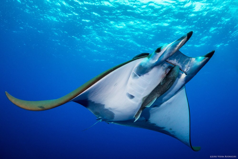 Mobula 650