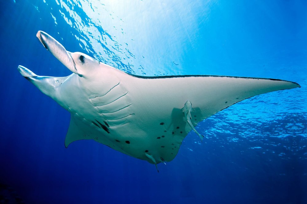 Гигантский морской дьявол Manta birostris