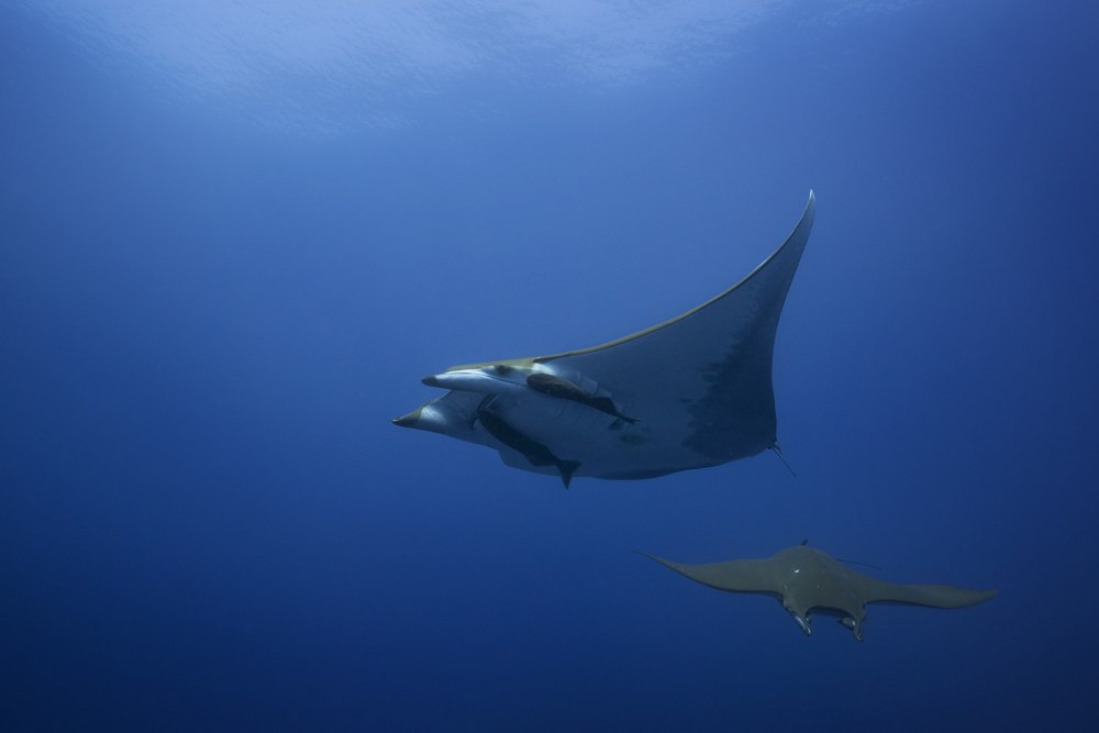 Mobula 650
