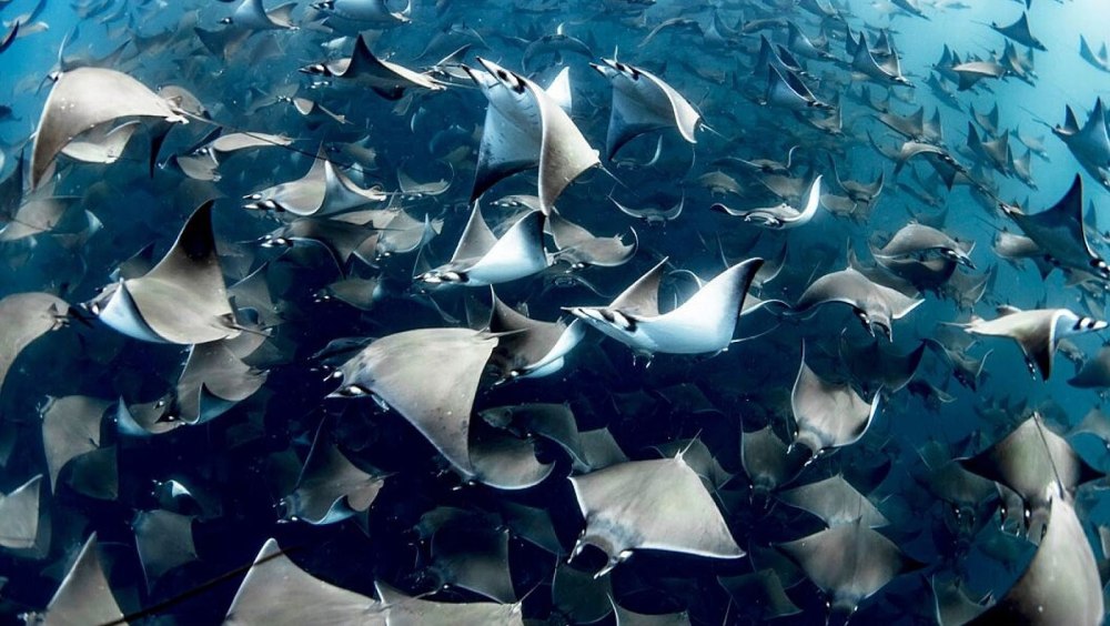 Mobula 650