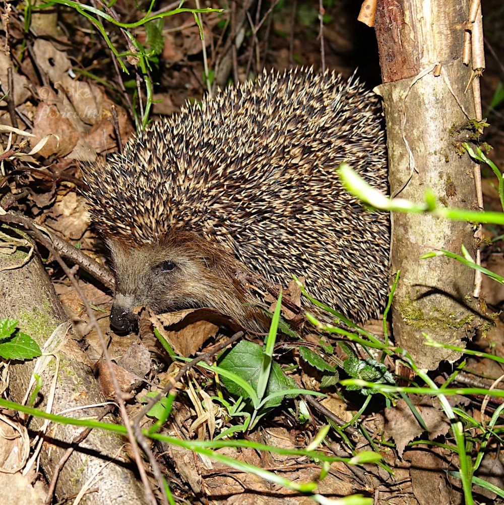 Erinaceus europaeus — обыкновенный ёж
