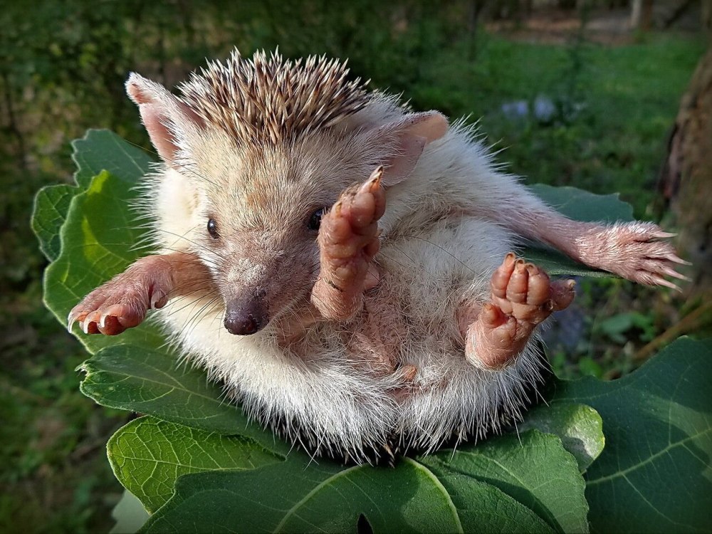 Маленькие ежата