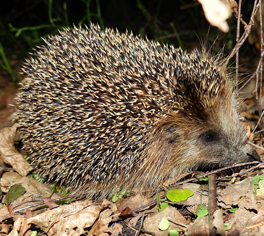 Erinaceus europaeus — обыкновенный ёж