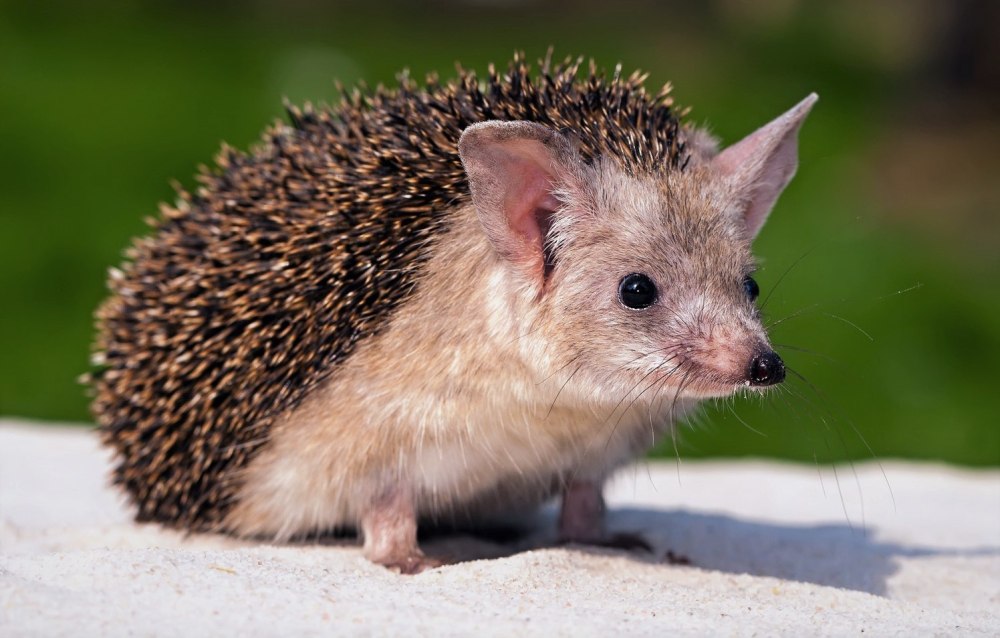 Ушастый ёж – Haemiechinus auritus