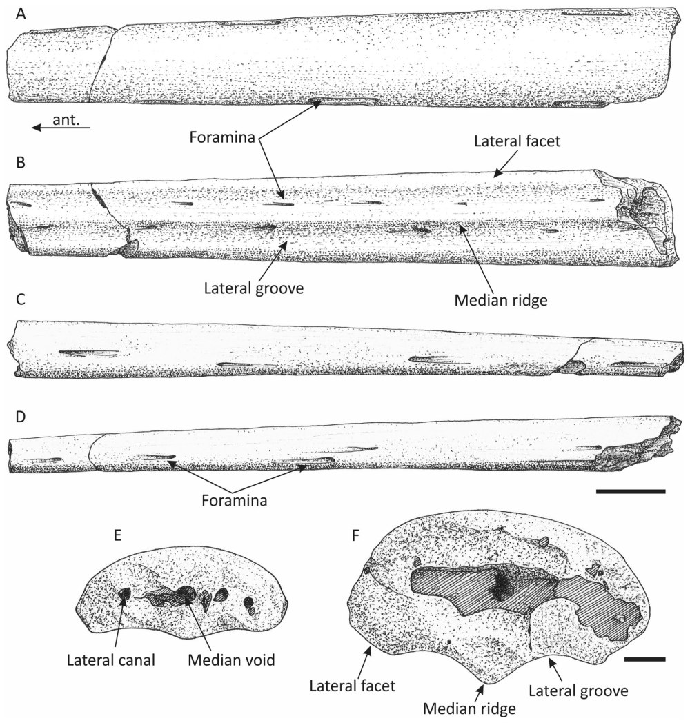 Leptostomia begaaensis