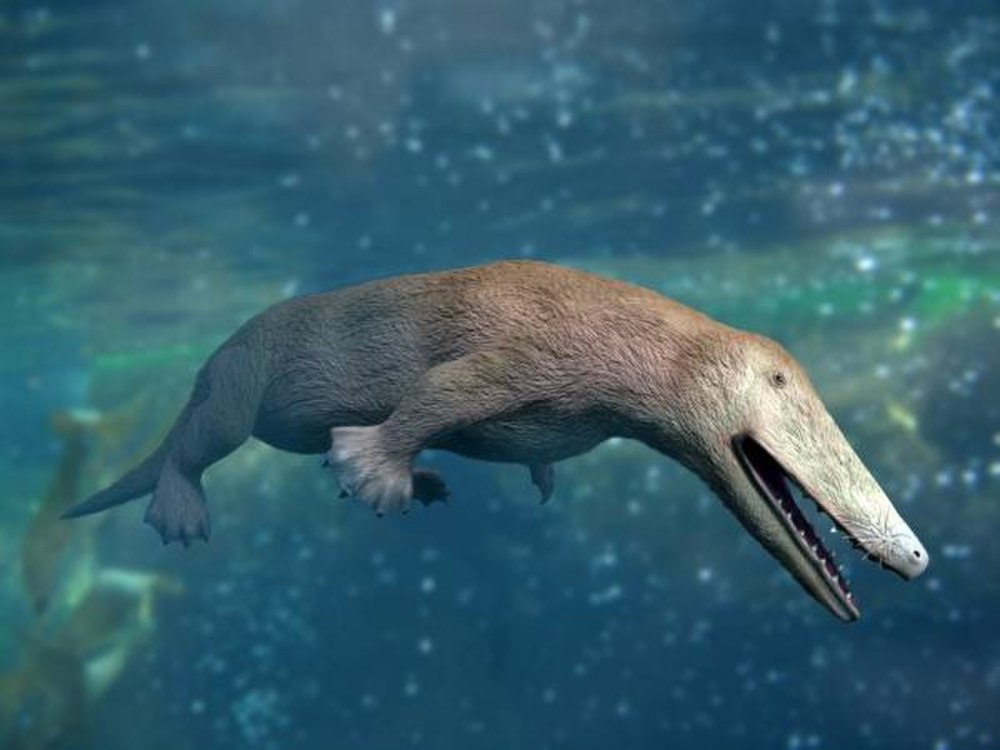 Ambulocetus Natans