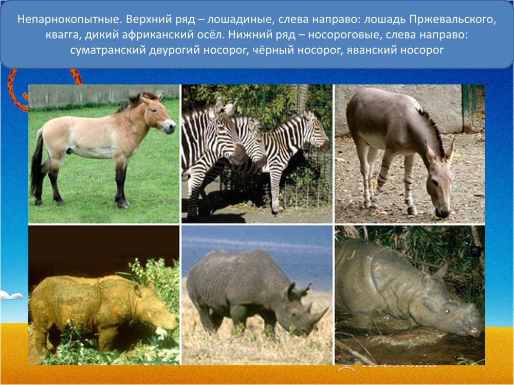 Представители отряда непарнокопытные тапиры