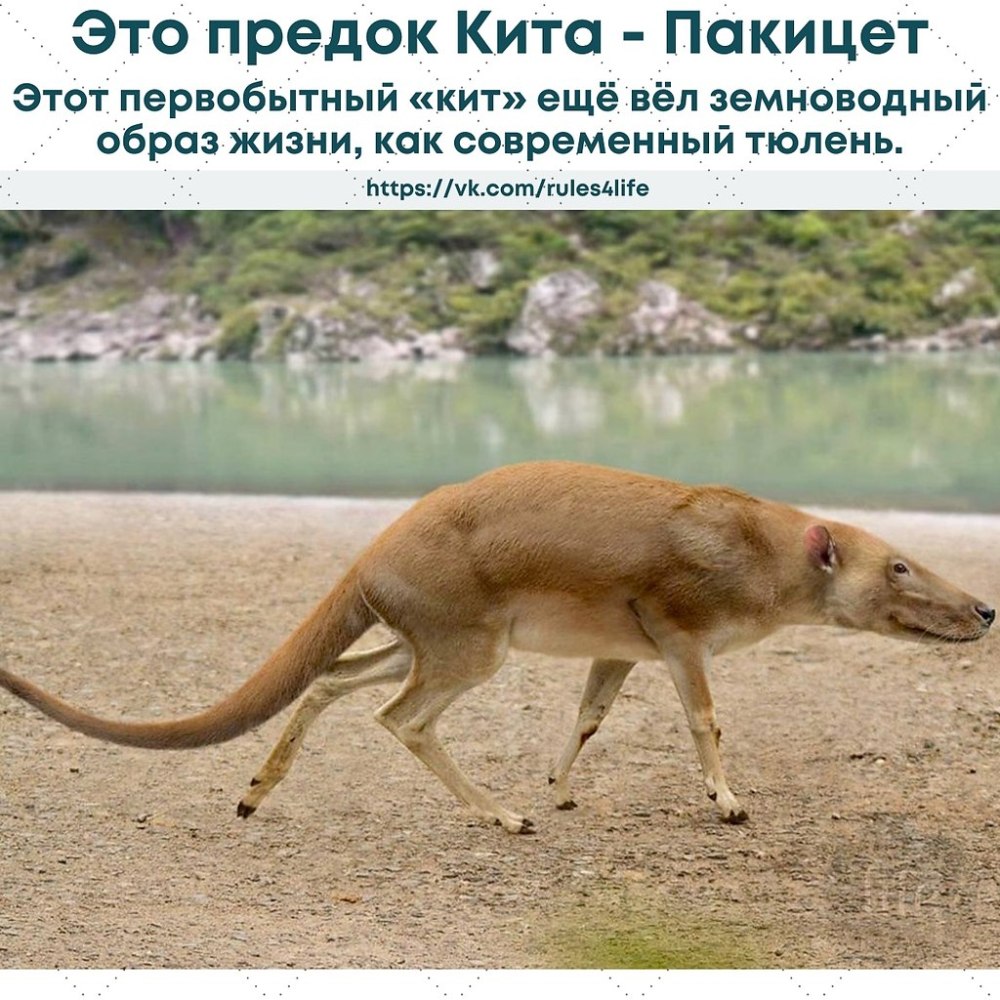 Пакицет Эволюция