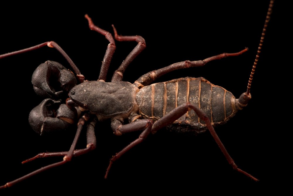 Hypoctonus formosus