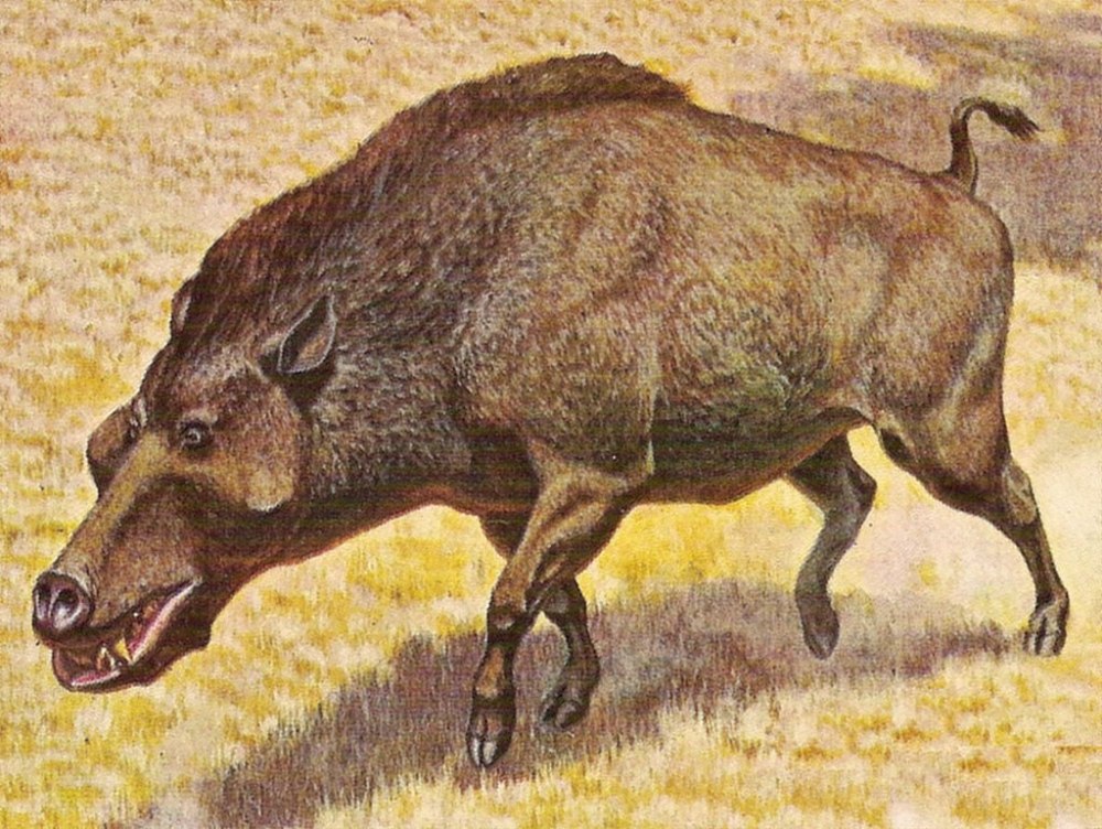Энтелодон (Entelodon