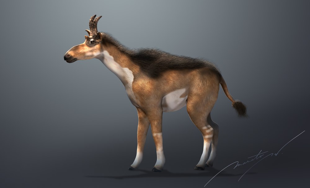 Palaeotragus priasovicus