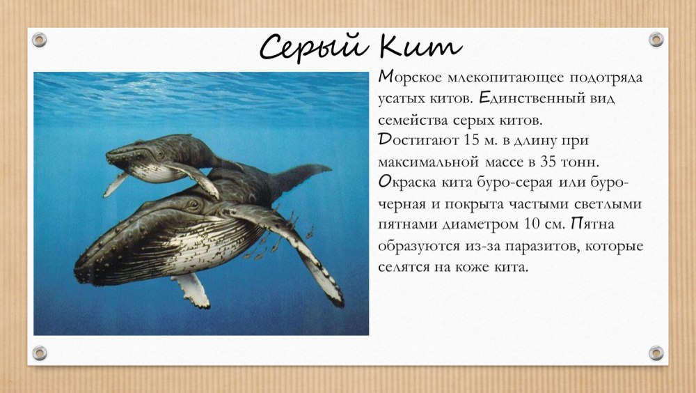Почему киты молчат