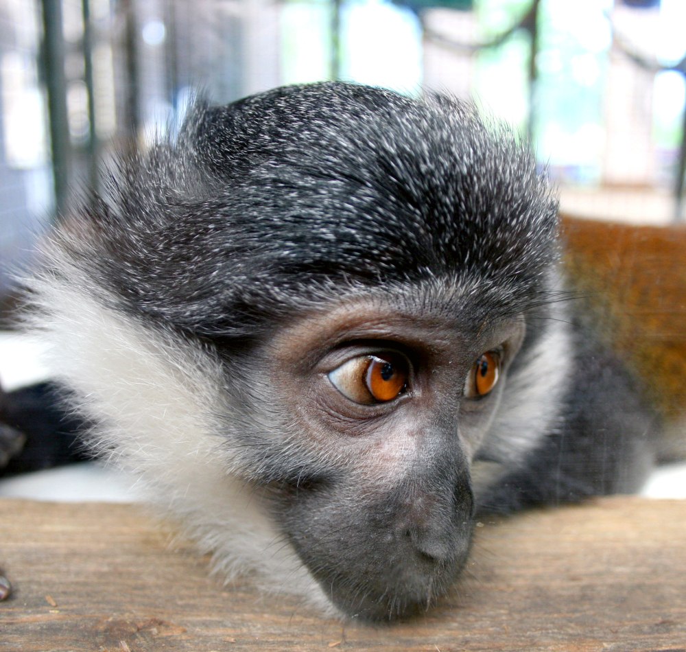 Cercopithecus lhoesti