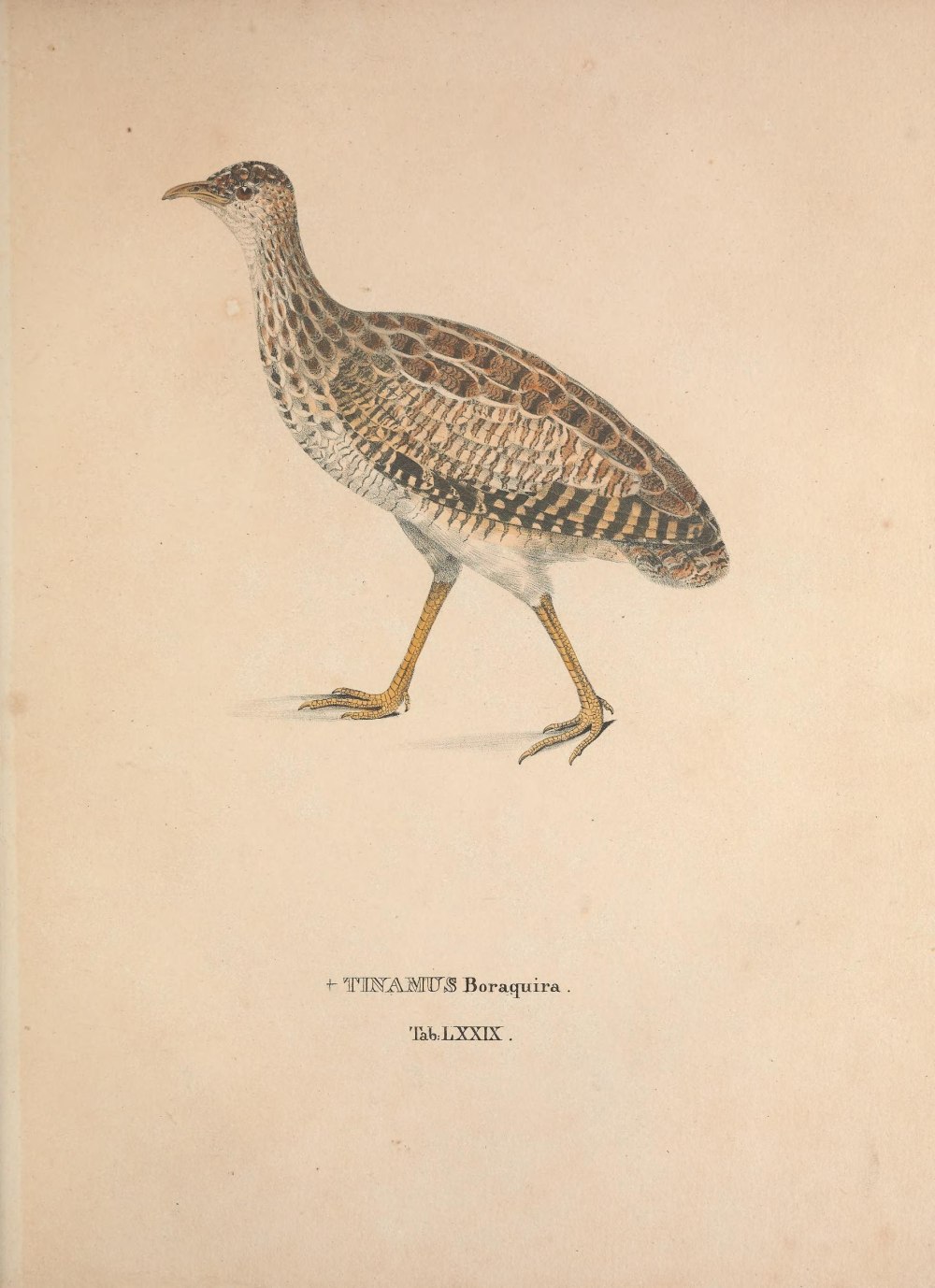 Nothura darwinii drawing